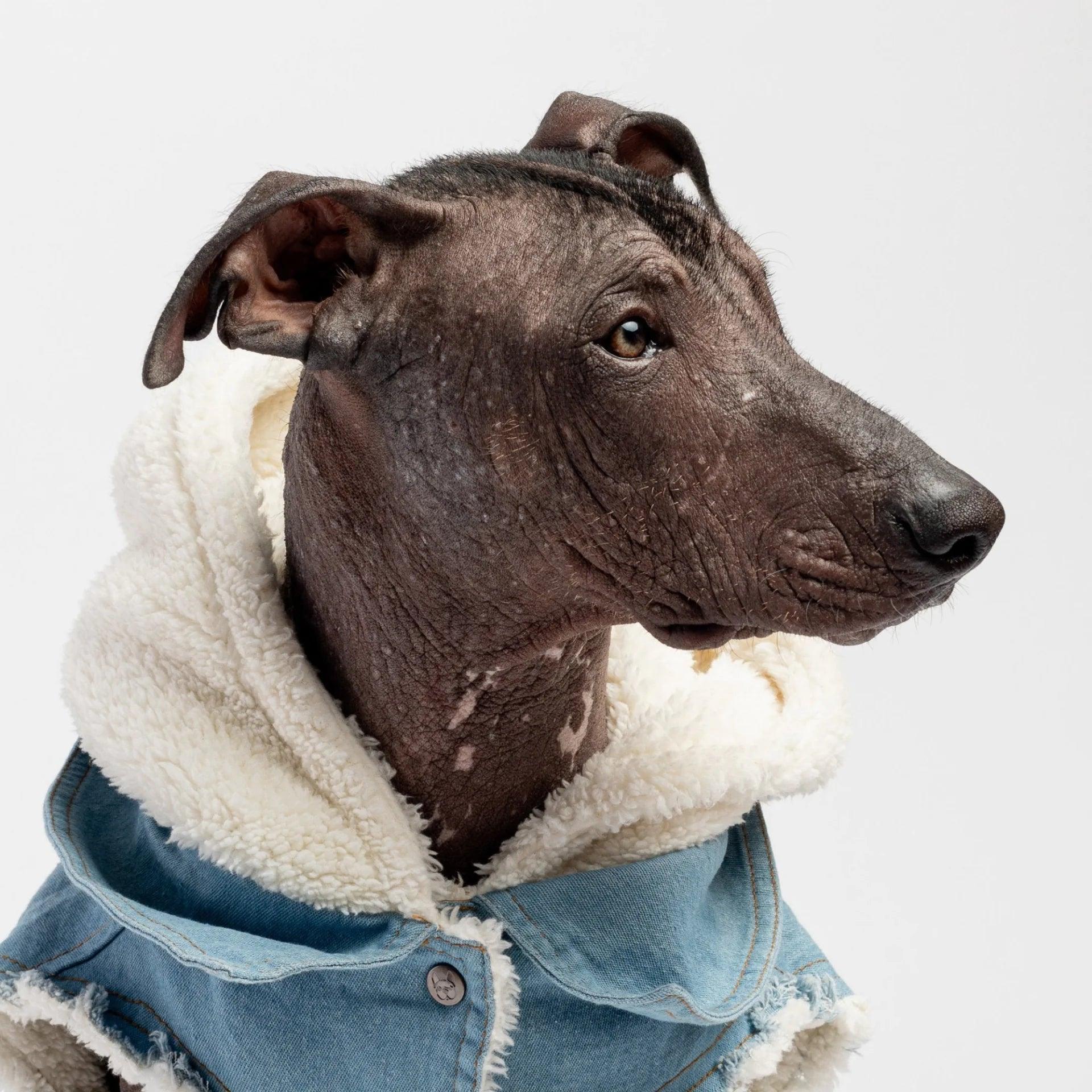 Justin - Denim Dog Jacket - ACO Marketplace